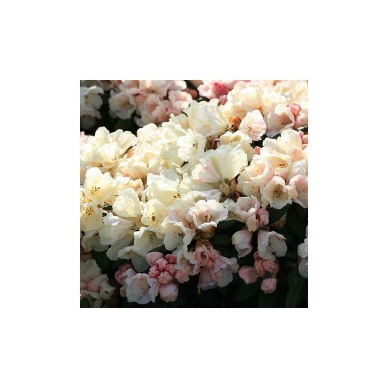 Rhododendron yakushimanum'Dusty Miller' 