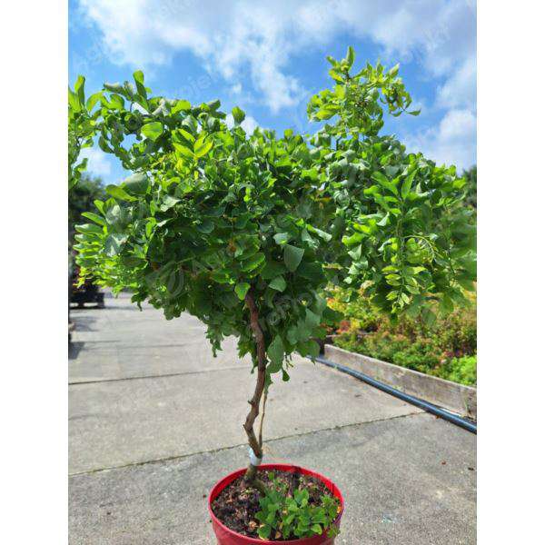 Robinia'Twisty Baby' 