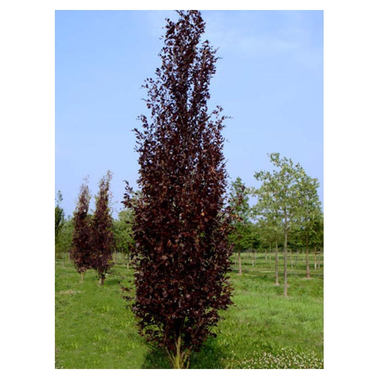 Fagus sylvatica'Atropunicea' 