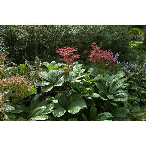 Rodgersia aesculifolia'Werner Muller'