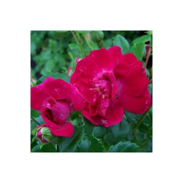 Rosa'Crimson Shower' 