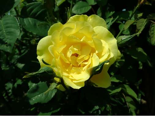 Rosa'Golden Gate' 