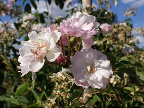 Rosa'Guirlande Rose' 