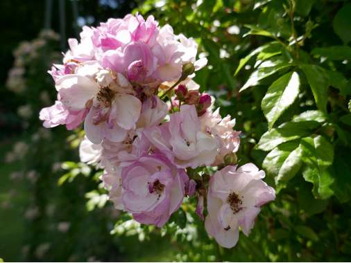Rosa'Lavender Siluetta' 