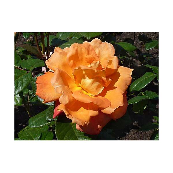 Rosa'Louis de Funes' 