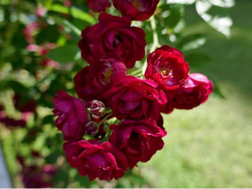 Rosa'Perennial Red Domino' 