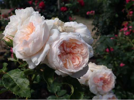 Rosa'Sabrina' 