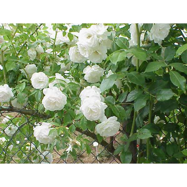 Rosa'Climbing Schneewitchen' 