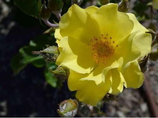 Rosa'golden Age' 