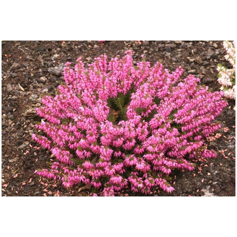 Erica carnea'Rosalie' 