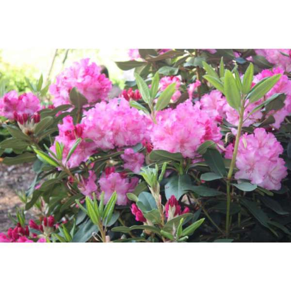 Rhododendron yakushianum'Anastasia' 