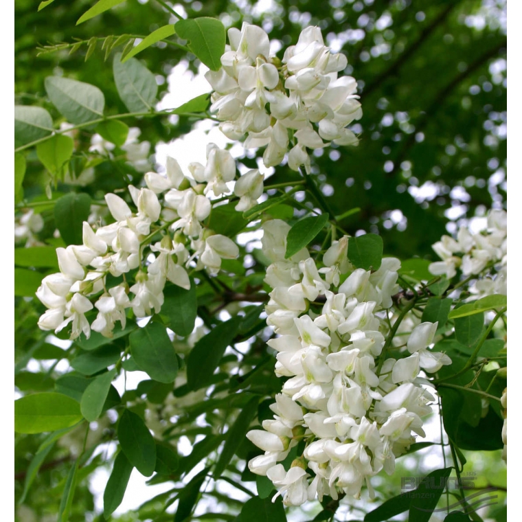 Robinia pseudoacacia'Bessoniana' 