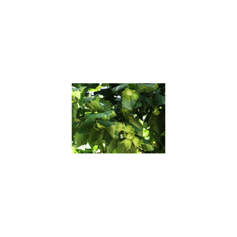 Hazelnoot (Corylus'Halle'sche Riesen') 