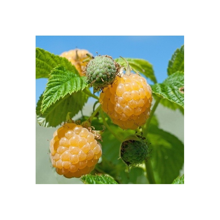 Framboos (Rubus idaeus'Fallgold') 