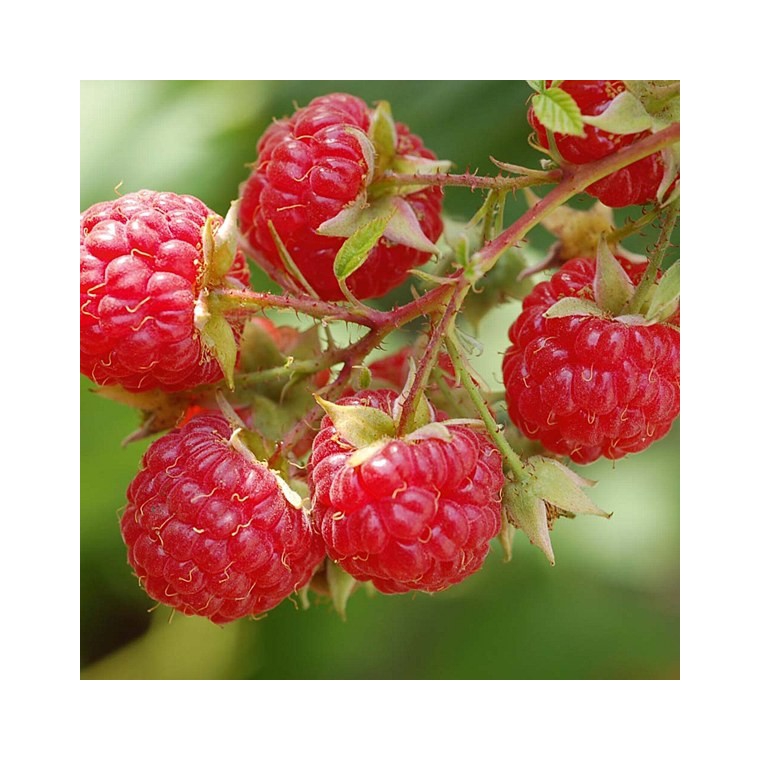 Framboos (Rubus idaeus'Autumn Bliss') 