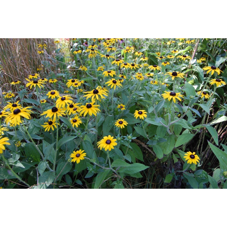 Rudbeckia fulgida'Speciosa'