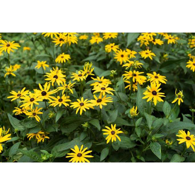Rudbeckia subtomentosa'Loofahsa Wheaten Gold'