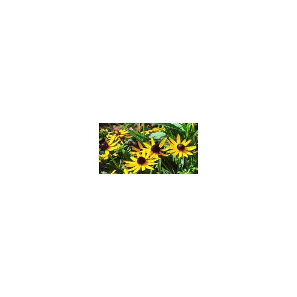 Rudbeckia fulgida'Little Gold Star'