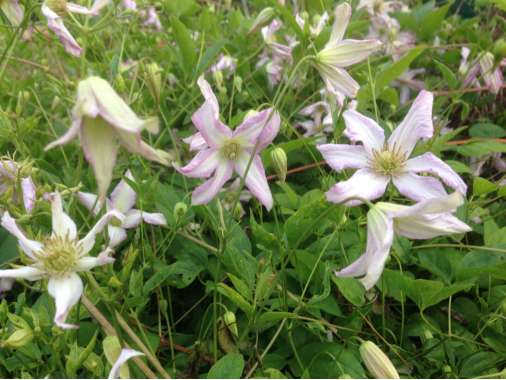 Clematis viticella'Little Nell' 