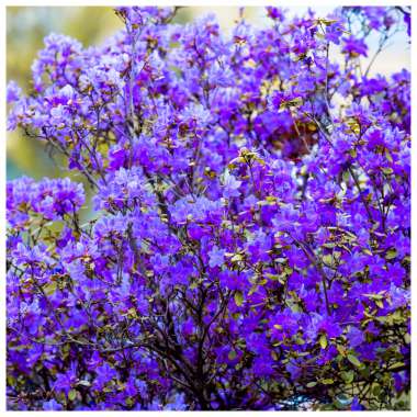 Rhododendron'Blue Diamond' 