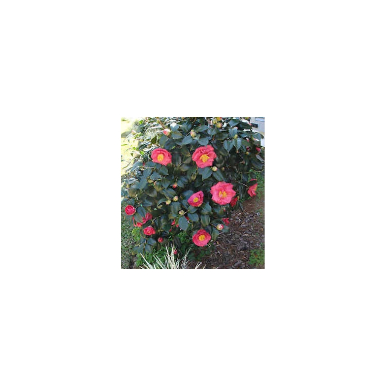 Camellia japonica'Dr.King' 