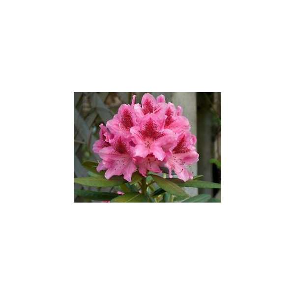 Rhododendron'Cosmopolitan' 