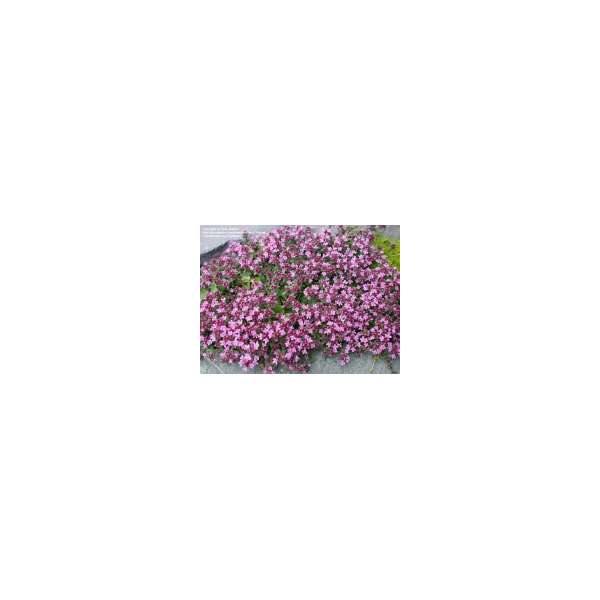 Thymus praecox'Pseudolanuginosus'