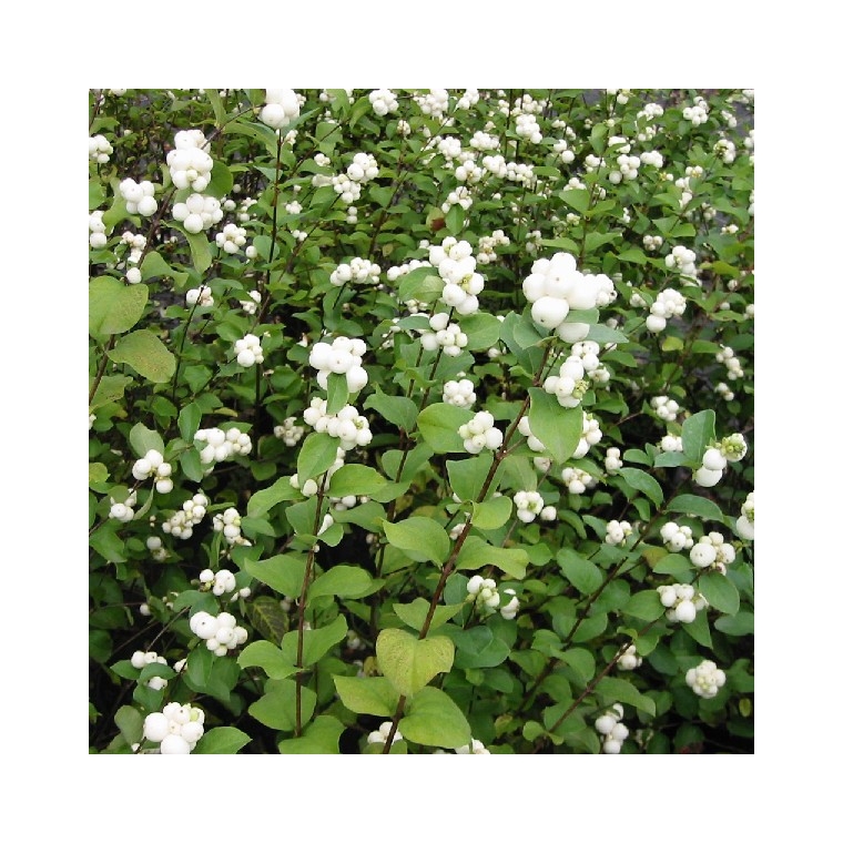 Symphoricarpos albus 