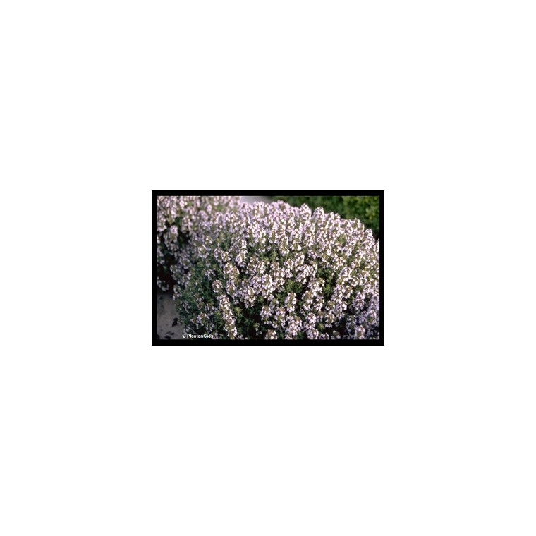 Thymus vulgare'Compactus' 