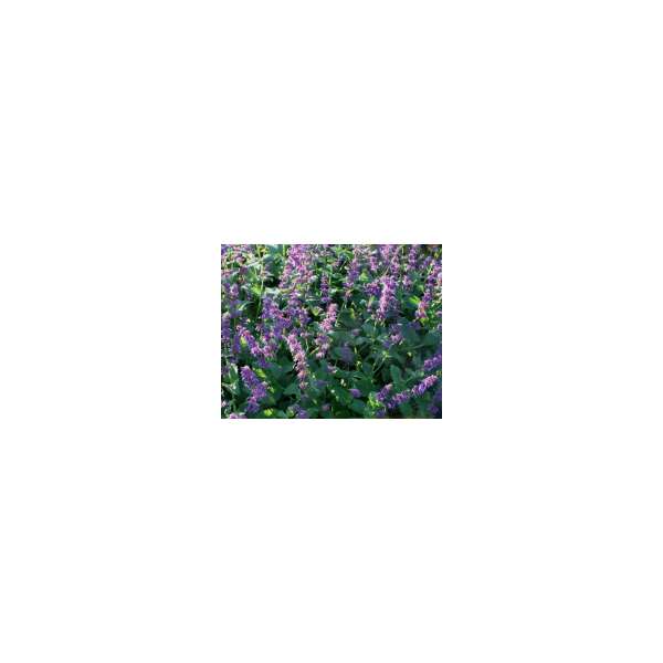 Salvia verticillata'Smouldering Torches'
