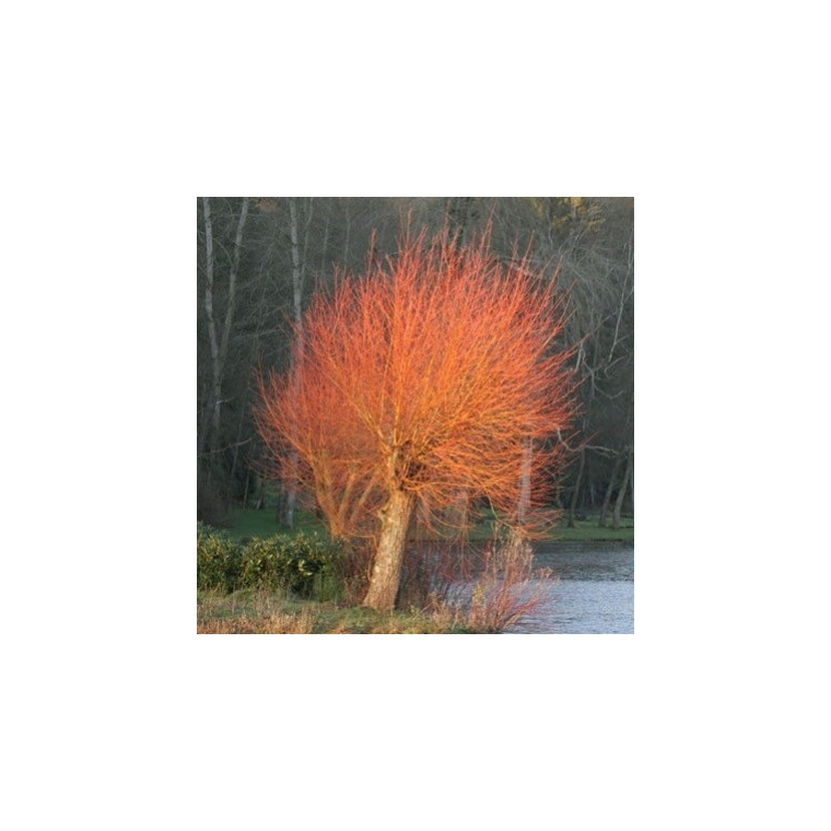 Salix alba'Chermesina' 