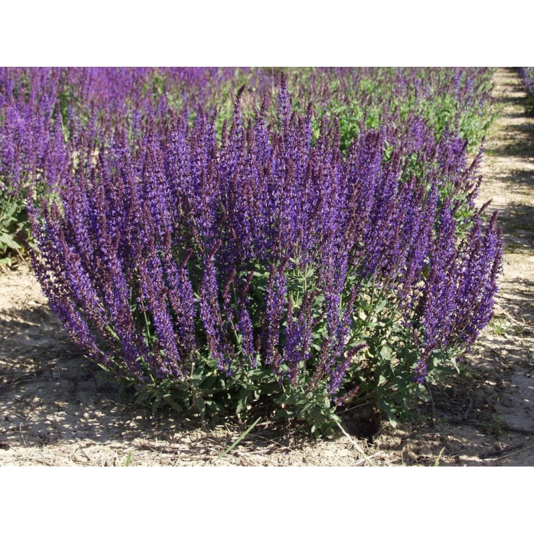 Salvia nemerosa'Rügen'(noo)