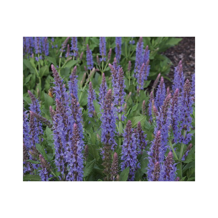 Salvia nemerosa'Blauhügel'