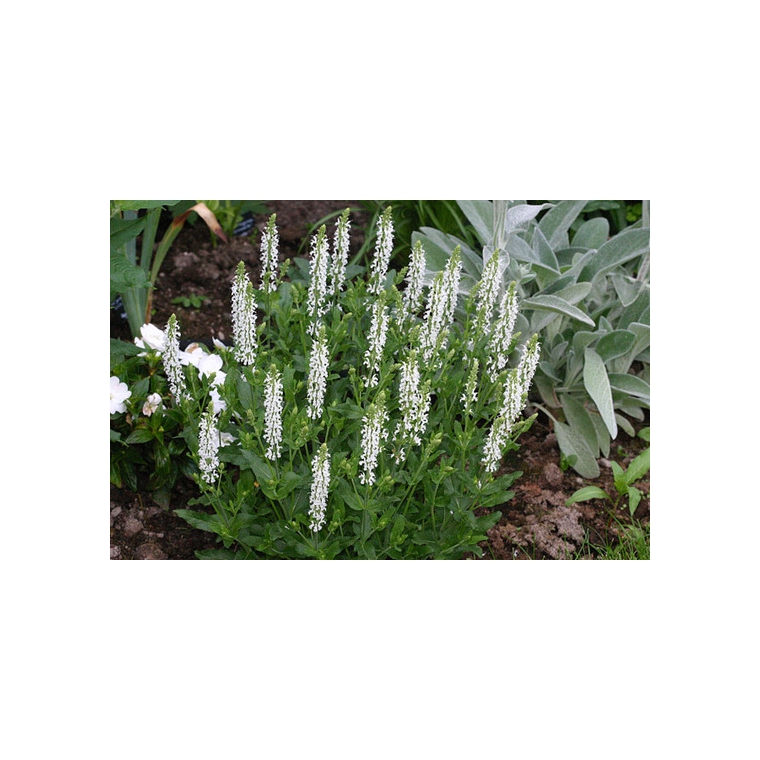 Salvia nemerosa'Schneehügel'