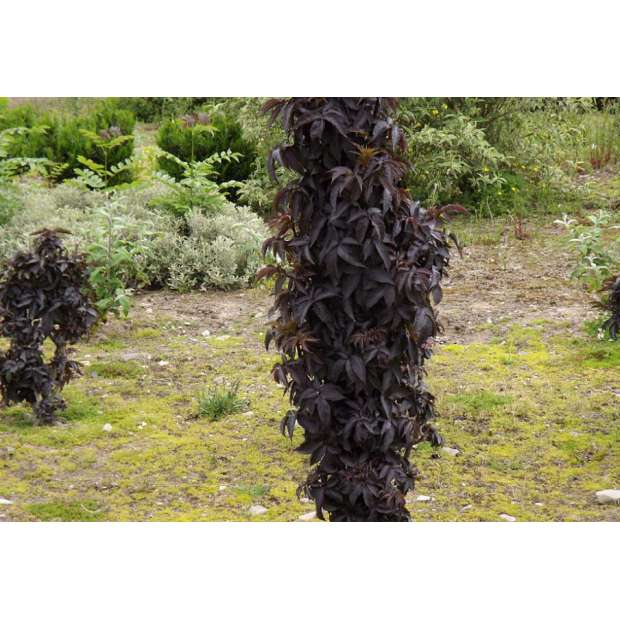 Sambucus nigra'Black Tower' 