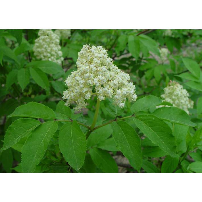 Sambucus racemosa 