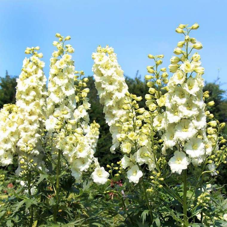 Delphinium'Sungleam'