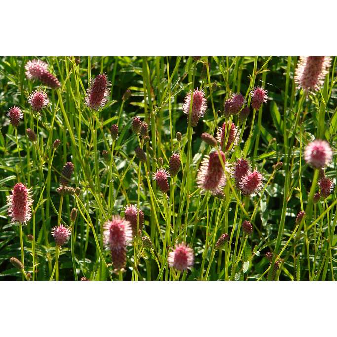 Sanguisorba officinalis'Toch and Roll'