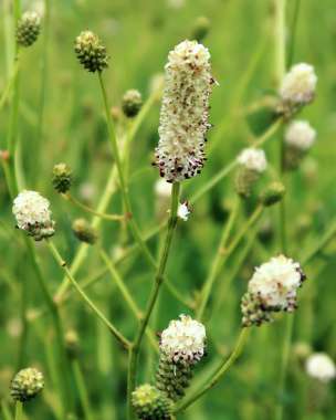 Sanguisorba officinalis'Jam Session'