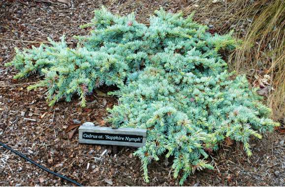 Cedrus libani ssp atlantica'Saphire Nympf' 