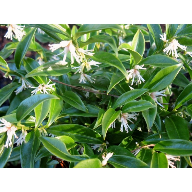 Sarcococca confusa 