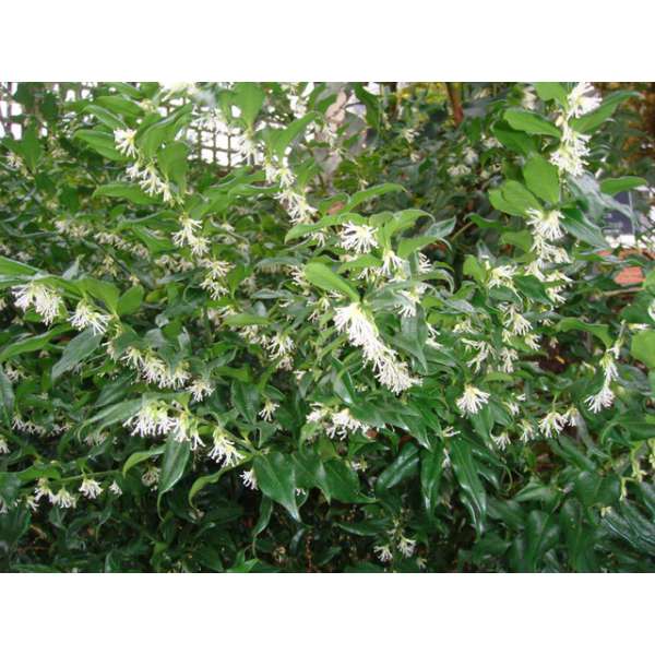 Sarcococca hookeriana humilis 