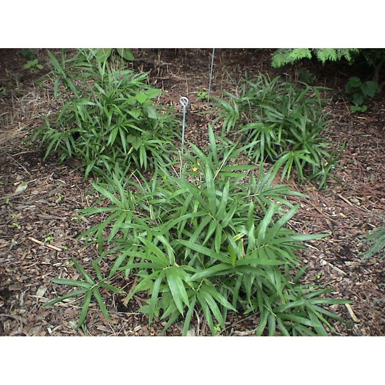 Sasa palmata - Bamboe 