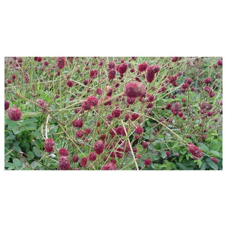 Sanguisorba officinalis'Tanna'