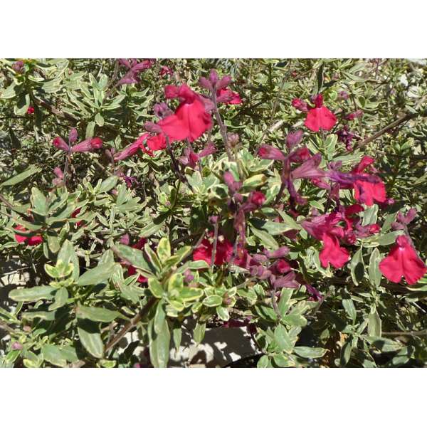 Salvia greggii'Caramba'