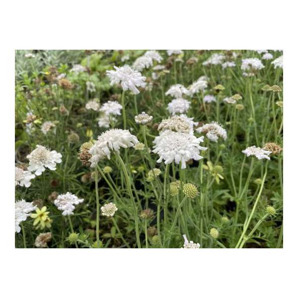 Scabiosa columbaria'Flutter Pure White'