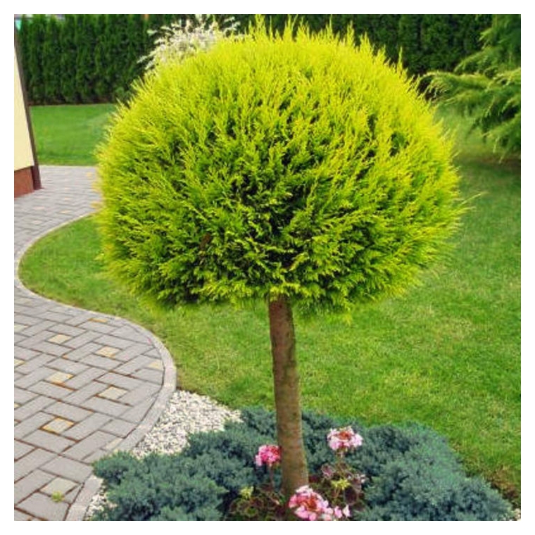 Chamaecyparis lawsoniana'Stardust' bol 