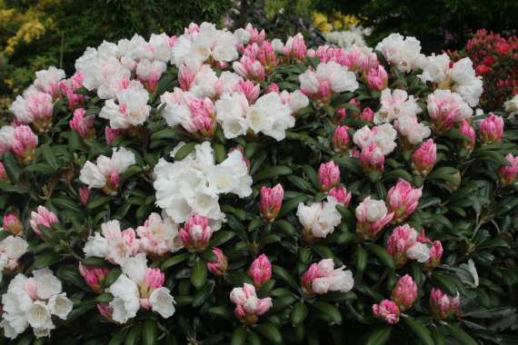 Rhododendron yakushianum'Schneekissen' 