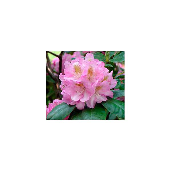 Rhododendron'Scintillation' 