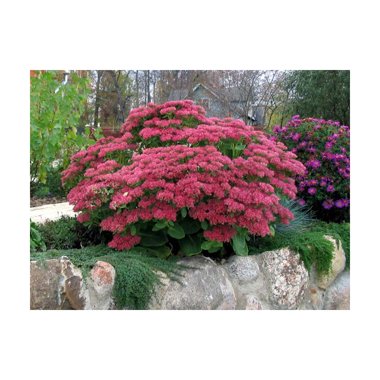 Sedum hybride'Herbstfreude'